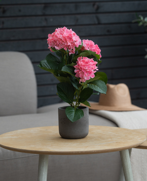 Die künstliche Hortensie Pink UV 35 cm steht auf einem runden Holztisch, mit einem grauen Sessel, einem beigen Hut und einer dunklen Holzwand im Hintergrund.