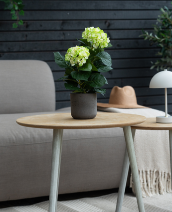 Die Kunstpflanze Hydrangea Green UV 35 cm steht auf einem Holztisch vor einem grauen Sofa, begleitet von einem beigen Hut und einer weißen Lampe, mit einer dunklen Holzwand im Hintergrund.