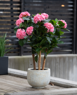 Die künstliche Hortensie UV 85 cm rosa, mit mehreren Stielen mit Büscheln leuchtend rosa Hortensienblüten und grünen Blättern, wird draußen auf einer Holzoberfläche in der Nähe eines modernen Zauns platziert.