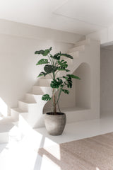 Die Kunstpflanze Monstera 210 cm steht in einem minimalistischen, sonnendurchfluteten Innenraum mit weißen Wänden, modernen Linien, einer Treppe und einem beigen Teppich. Sanftes, natürliches Licht unterstreicht das schlichte Design des Raumes.
