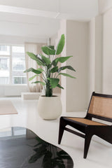 Die Kunstpflanze Strelitzia Real Touch Deluxe 180 cm steht auf einem weißen Boden in einem hellen, minimalistischen Wohnzimmer mit weißen Wänden, transparenten Fenstern und einem dunklen Holzstuhl mit geflochtener Sitzfläche und Rückenlehne.