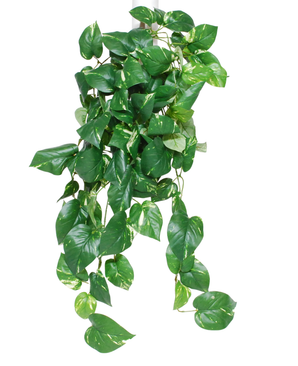 Die künstliche Hängepflanze Golden Vine Deluxe 80 cm hat überhängende, herzförmige grüne Blätter mit gelben Farbtönen auf weißem Hintergrund.