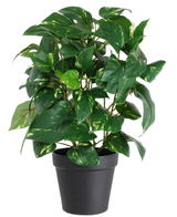 Die künstliche Pflanze Golden Vine im Topf 40 cm hat herzförmige grüne Blätter mit gelben Farbtönen, präsentiert in einem eleganten schwarzen Topf und vor einem weißen Hintergrund.