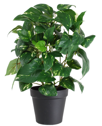 Die künstliche Pflanze Golden Vine im Topf 40 cm hat herzförmige grüne Blätter mit gelben Farbtönen, präsentiert in einem eleganten schwarzen Topf und vor einem weißen Hintergrund.