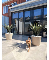 Eine braun-schwarz getigerte Katze läuft auf einer sonnigen Terrasse mit zwei künstlichen Agava Pandora UV 85 cm Topfpflanzen vor Glastüren, in denen sich Häuser und Himmel spiegeln.
