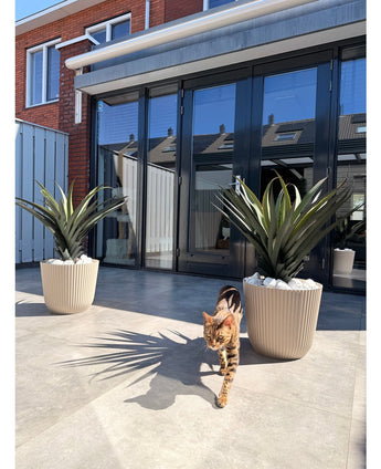 Eine braun-schwarz getigerte Katze läuft auf einer sonnigen Terrasse mit zwei künstlichen Agava Pandora UV 85 cm Topfpflanzen vor Glastüren, in denen sich Häuser und Himmel spiegeln.