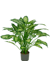 Eine 75 cm große künstliche Dieffenbachia-Pflanze mit üppig grünen Blättern, verziert mit hellgelbgrünen Markierungen, dargestellt vor einem schlichten weißen Hintergrund.