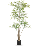 Der künstliche Ruscus 150 cm hat lange, dünne Zweige und hellgrüne Blätter in einem schwarzen Topf vor weißem Hintergrund – ideal als dekorative Inneneinrichtung für jeden Raum.