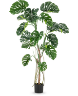 Die Kunstpflanze Monstera 180 cm ist eine hohe Kunstpflanze mit großen, glänzenden, gespaltenen grünen Blättern in einem kleinen schwarzen Topf, dargestellt vor einem schlichten weißen Hintergrund.