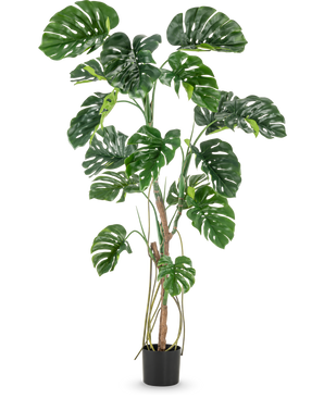 Die Kunstpflanze Monstera 180 cm ist eine hohe Kunstpflanze mit großen, glänzenden, gespaltenen grünen Blättern in einem kleinen schwarzen Topf, dargestellt vor einem schlichten weißen Hintergrund.