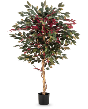 Die Kunstpflanze Ficus grün/rot 150 cm hat einen gedrehten hellbraunen Stamm, grüne und bordeauxrote Blätter und wird in einem schwarzen Topf geliefert – ideal als auffällige Zimmerpflanze vor weißem Hintergrund.