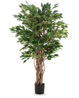 Die Kunstpflanze Ficus Liana 120 cm hat geflochtene braune Stämme und üppig grüne Blätter in einem schwarzen Topf, was sie zu einer eleganten Wahl für jede Ficus-Sammlung oder Büropflanzenpräsentation macht.