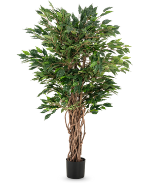 Die Kunstpflanze Ficus Liana 120 cm hat geflochtene braune Stämme und üppig grüne Blätter in einem schwarzen Topf, was sie zu einer eleganten Wahl für jede Ficus-Sammlung oder Büropflanzenpräsentation macht.