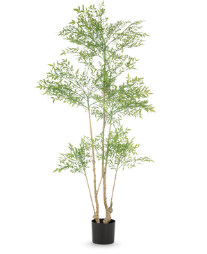 Die Kunstpflanze Ruscus 180 cm ist eine hohe Kunstpflanze mit mehreren schlanken Stämmen und zahlreichen kleinen grünen Blättern, die in einem einfachen schwarzen Topf vor einem weißen Hintergrund präsentiert wird.