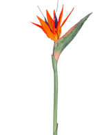 Die Kunstblume Strelitzia 86 cm rot/lila hat leuchtend rote und violette Blütenblätter an einem langen grünen Stiel und präsentiert sich als einzelne, wartungsfreie Kunstblume isoliert vor einem weißen Hintergrund.