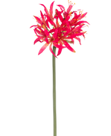 Die künstliche Blume Nerine 70 cm in Fuchsia hat einen langen grünen Stiel mit einer großen Gruppe fuchsiafarbener Blütenblätter an der Spitze, die sich hell von einem schlichten weißen Hintergrund abheben.