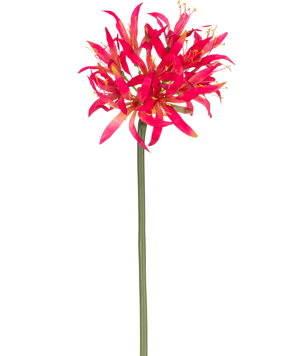 Die künstliche Blume Nerine 70 cm in Fuchsia hat einen langen grünen Stiel mit einer großen Gruppe fuchsiafarbener Blütenblätter an der Spitze, die sich hell von einem schlichten weißen Hintergrund abheben.
