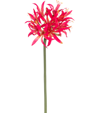Die künstliche Blume Nerine 70 cm in Fuchsia hat einen langen grünen Stiel mit einer großen Gruppe fuchsiafarbener Blütenblätter an der Spitze, die sich hell von einem schlichten weißen Hintergrund abheben.