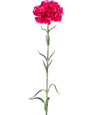 Die künstliche Blumennelke 69 cm in kräftigem Rosa besteht aus einer einzelnen leuchtend rosa Nelke mit Rüschen in den Blütenblättern, einem langen grünen Stiel und schlanken Blättern vor einem schlichten weißen Hintergrund.