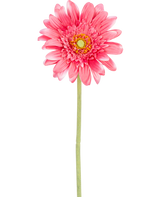 Eine künstliche Gerbera-Blume, 55 cm, rosa, mit gelbem Kern und grünem Stahl, isoliert auf weißem Hintergrund.