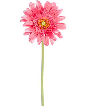 Eine künstliche Gerbera-Blume, 55 cm, rosa, mit gelbem Kern und grünem Stahl, isoliert auf weißem Hintergrund.