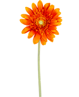 Die künstliche Blumen-Gerbera 53 cm orange hat eine leuchtend orangefarbene Gerbera mit geschichteten Blütenblättern und einem gelben Herzen auf einem langen grünen Stiel vor einem schlichten weißen Hintergrund.