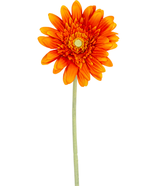 Die künstliche Blumen-Gerbera 53 cm orange hat eine leuchtend orangefarbene Gerbera mit geschichteten Blütenblättern und einem gelben Herzen auf einem langen grünen Stiel vor einem schlichten weißen Hintergrund.