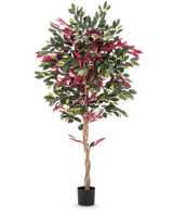 Een brandvertragende kunstplant Ficus groen/rood van 180 cm, met een gedraaide stam en groene-rode bladeren in een zwarte pot, staat tegen een egale witte achtergrond.