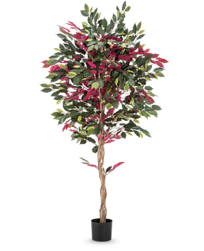 Een brandvertragende kunstplant Ficus groen/rood van 180 cm, met een gedraaide stam en groene-rode bladeren in een zwarte pot, staat tegen een egale witte achtergrond.