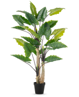 Die Kunstpflanze Alocasia 240 cm ist eine hohe Kunstpflanze mit großen grünen Blättern und mehreren Stielen in einem schwarzen Topf vor einem schlichten weißen Hintergrund.