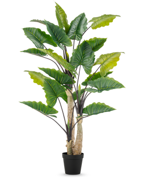 Die Kunstpflanze Alocasia 240 cm ist eine hohe Kunstpflanze mit großen grünen Blättern und mehreren Stielen in einem schwarzen Topf vor einem schlichten weißen Hintergrund.
