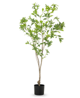Die Kunstpflanze Pieris Japonica 150 cm hat schlanke Zweige und reichlich grüne Blätter in einem einfachen schwarzen Topf vor einem weißen Hintergrund.