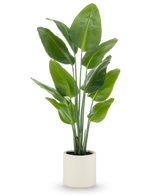 Die Kunstpflanze Strelitzia Real Touch, 150 cm hoch, mit breiten grünen Blättern und mehreren Stielen, wird fertig konfektioniert in einem beigen Topf geliefert – eine lebensechte Topfpflanze, ideal für moderne Räume.