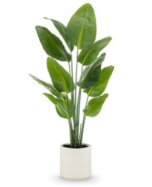 Die Kunstpflanze Strelitzia Real Touch, 150 cm hoch, mit breiten grünen Blättern und mehreren Stielen, wird fertig konfektioniert in einem beigen Topf geliefert – eine lebensechte Topfpflanze, ideal für moderne Räume.