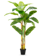 Der künstliche Bananenbaum 230 cm hat hohe, kräftige Stämme mit breiten grünen Blättern, in einem schlichten schwarzen Topf vor weißem Hintergrund.