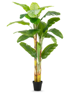 Der künstliche Bananenbaum 230 cm hat hohe, kräftige Stämme mit breiten grünen Blättern, in einem schlichten schwarzen Topf vor weißem Hintergrund.