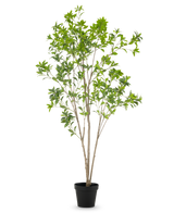 Die Kunstpflanze Pieris Japonica 210 cm hat mehrere schlanke braune Stängel und reichlich grüne Blätter, präsentiert in einem hohen Topf vor einem schlichten weißen Hintergrund.