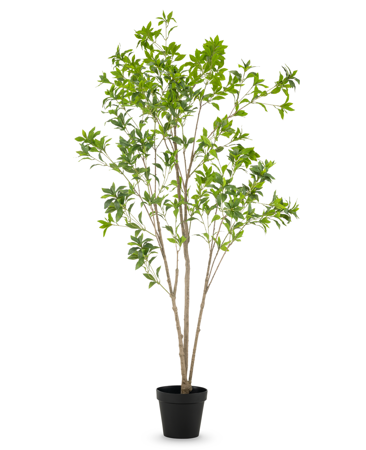 Die Kunstpflanze Pieris Japonica 210 cm hat mehrere schlanke braune Stängel und reichlich grüne Blätter, präsentiert in einem hohen Topf vor einem schlichten weißen Hintergrund.