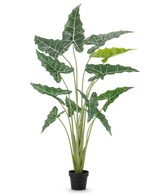 Die Kunstpflanze Alocasia 160 cm ist eine Kunstpflanze im Topf mit langen, aufrechten Stielen und großen, dunkelgrünen Blättern mit auffälligen weißen Adern vor einem schlichten weißen Hintergrund.