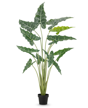De Kunstplant Alocasia 160 cm is een kunstplant in pot met lange, rechtopstaande stengels en grote, donkergroene bladeren met opvallende witte nerven, tegen een effen witte achtergrond.