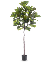 Die Kunstpflanze Ficus Tabakpflanze Deluxe 215 cm ist eine hohe Kunstfeige mit großen grünen Blättern und einem schlanken braunen Stamm, in einem schlichten schwarzen Topf vor einem schlichten weißen Hintergrund.