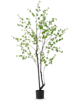 Die Kunstpflanze Enkianthus 210 cm hat ein hohes, schlankes Design mit dunklen Stielen und Zweigen, die mit kleinen hellgrünen Blättern verziert sind, vor einem schlichten weißen Hintergrund.
