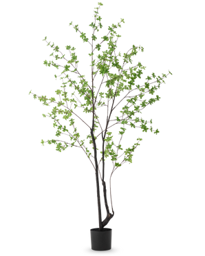 Die Kunstpflanze Enkianthus 210 cm hat ein hohes, schlankes Design mit dunklen Stielen und Zweigen, die mit kleinen hellgrünen Blättern verziert sind, vor einem schlichten weißen Hintergrund.