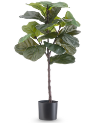 Ficus-Tabak-Pflanze Deluxe 90 cm