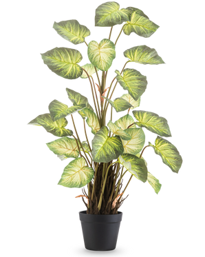Die Kunstpflanze Alocasia Odora 90 cm hat große, grüne, herzförmige Blätter und mehrere Stiele in einem einfachen schwarzen Topf vor einem schlichten weißen Hintergrund.