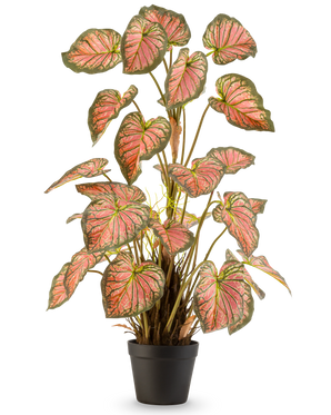 Die Kunstpflanze Caladium 90 cm rosa ist eine Topfpflanze mit großen, herzförmigen Blättern mit grünen Rändern und rosa Herzen, die aufrecht in einem schwarzen Topf vor einem weißen Hintergrund präsentiert wird.