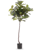 Die Kunstpflanze Ficus Tabakpflanze Deluxe 180 cm ist eine hohe Kunstpflanze mit großen, glänzend grünen Blättern und einem schlanken braunen Stamm vor einem schlichten weißen Hintergrund.