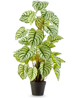 Die Kunstpflanze Anthurium 90 cm grün ist eine Kunstpflanze im Topf mit großen, ovalen grün-weiß gestreiften Blättern, die aufrecht in einem schwarzen Topf vor einem schlichten weißen Hintergrund steht.