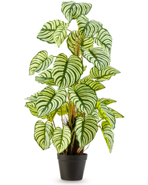 Die Kunstpflanze Anthurium 90 cm grün ist eine Kunstpflanze im Topf mit großen, ovalen grün-weiß gestreiften Blättern, die aufrecht in einem schwarzen Topf vor einem schlichten weißen Hintergrund steht.