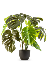 Die künstliche Monstera 50 cm hat große, glänzend grüne Blätter mit natürlichen Rissen und Löchern, präsentiert in einem Topf vor einem schlichten weißen Hintergrund.
